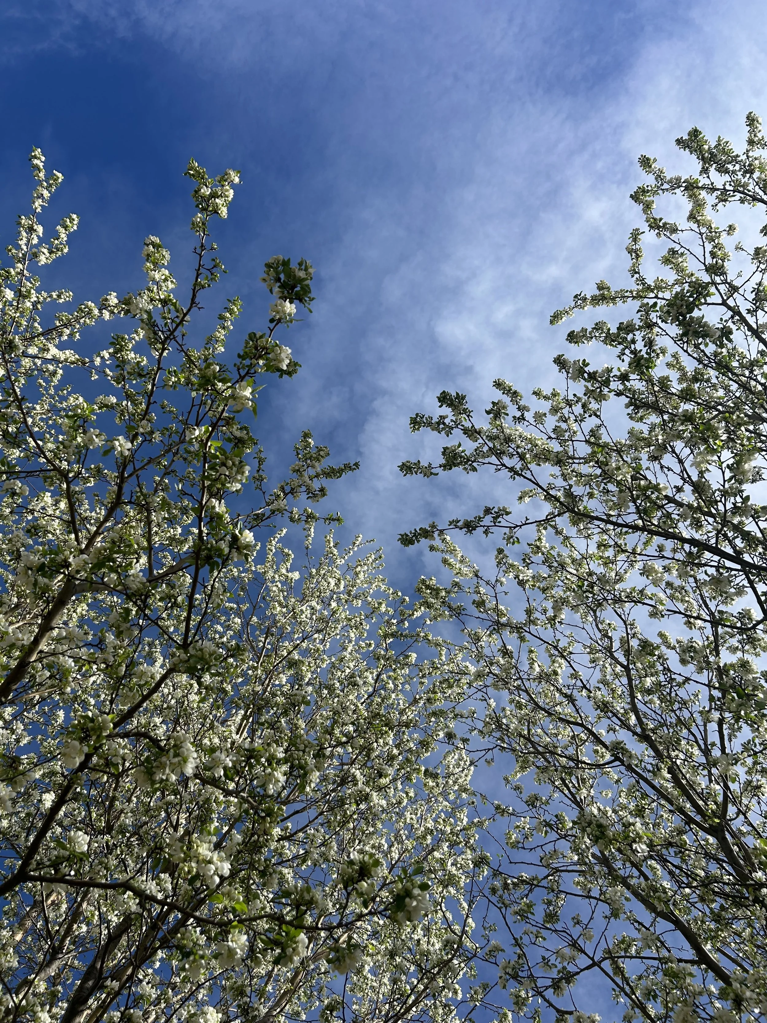 A few moments in linear time 