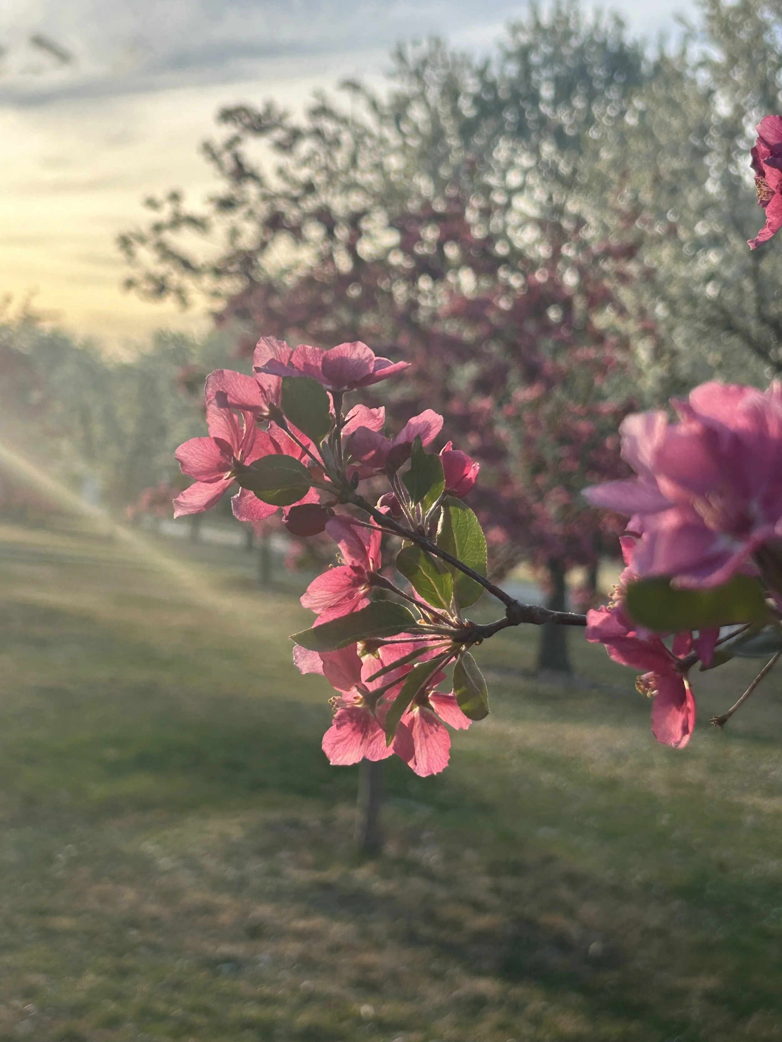 Whistling Swans by Mary Oliver 