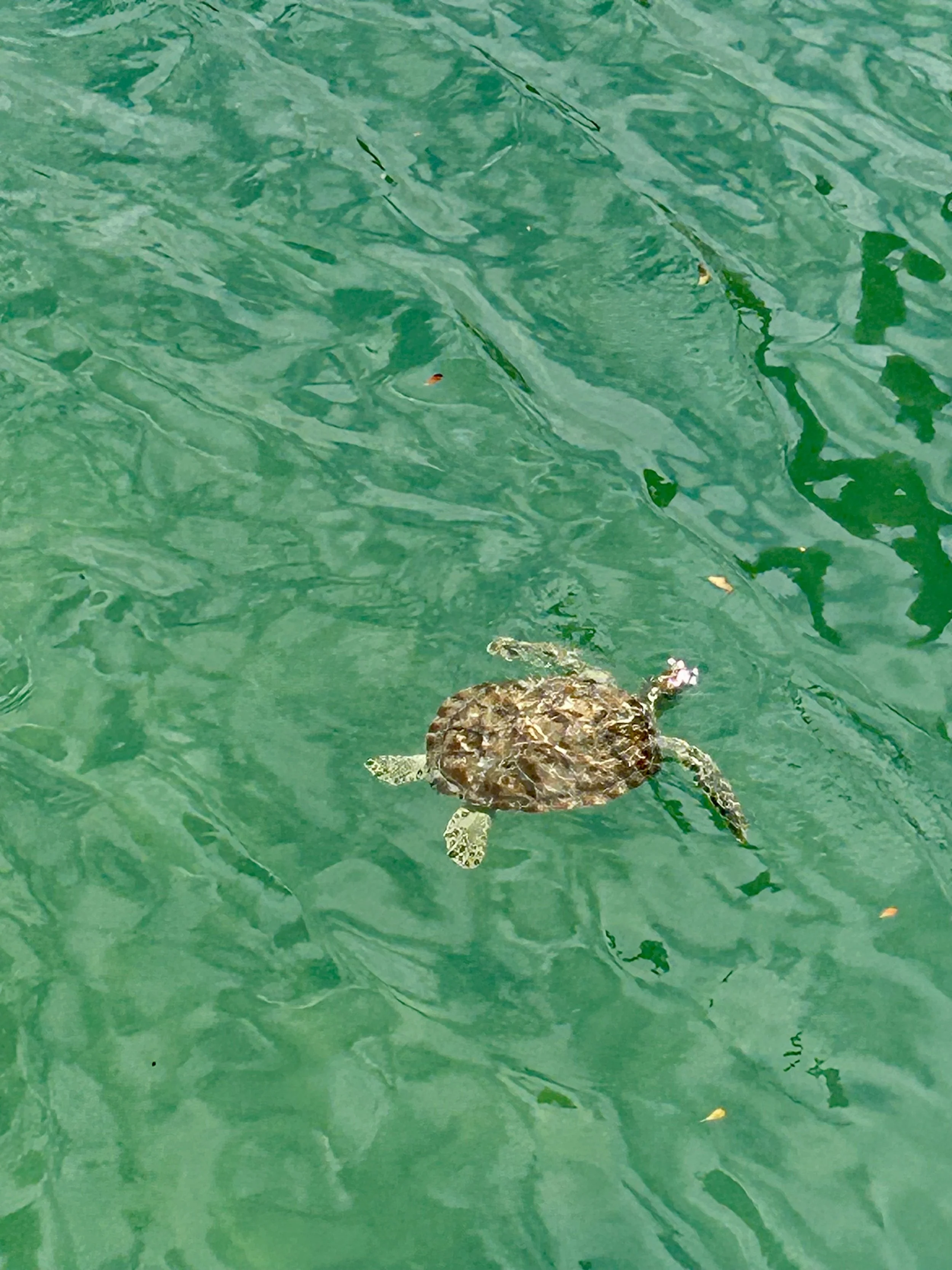 Jane Goodall — “Hope requires action”