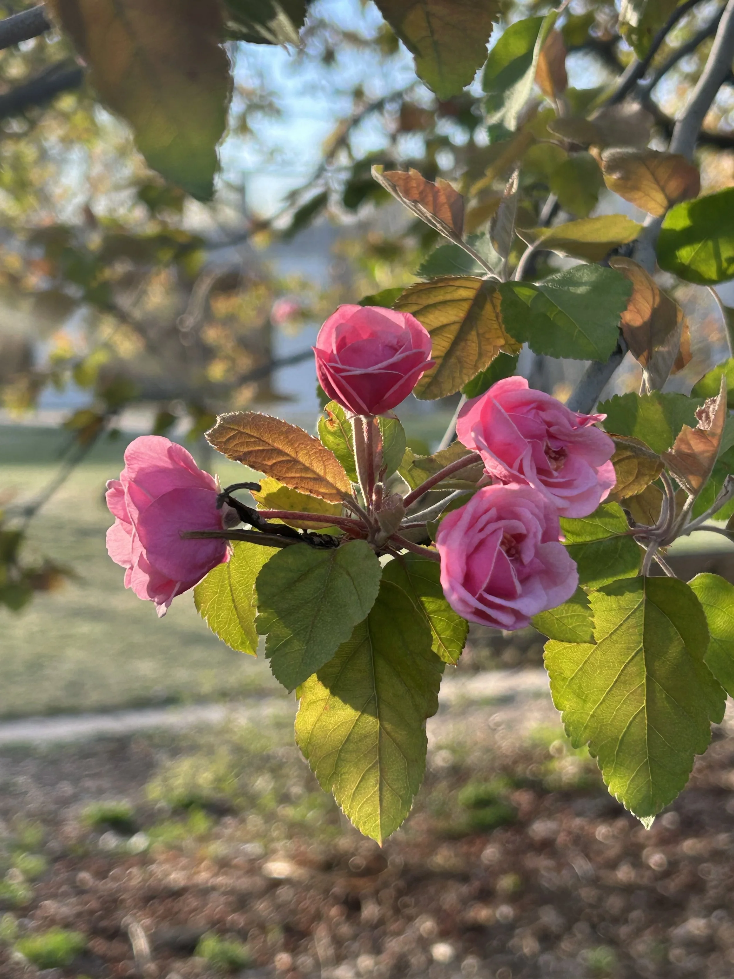 The Journey by Mary Oliver