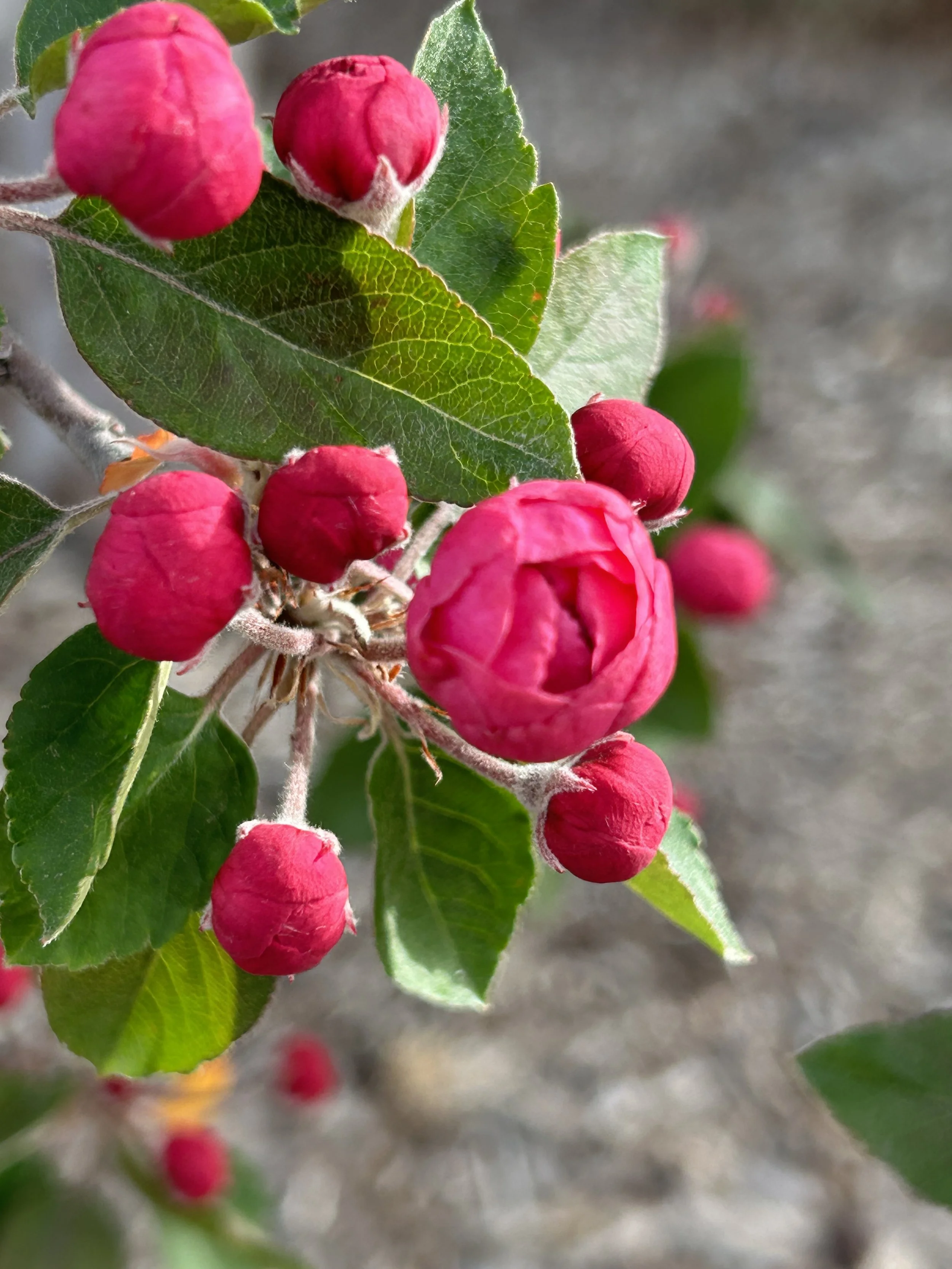 Sweet Darkness (excerpt)