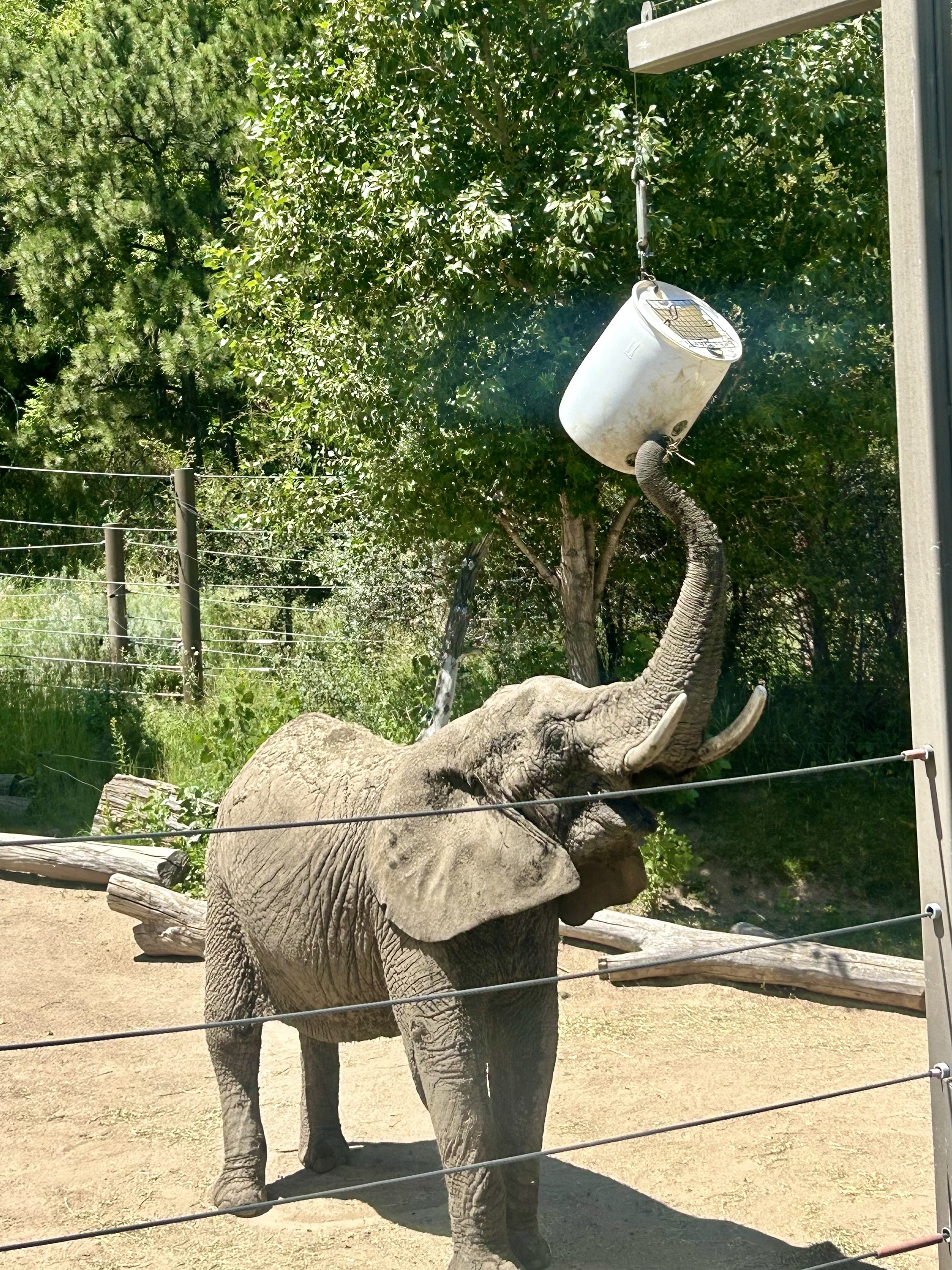 how do you catch an elephant joke