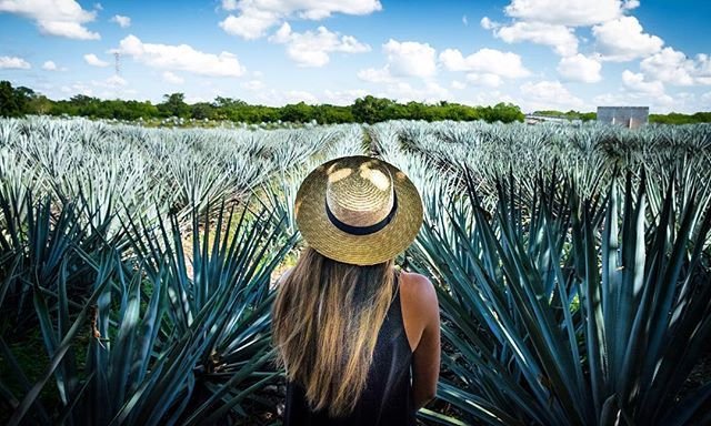 tequila 101