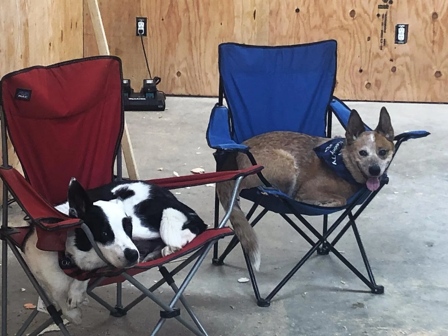 #shopdogs #bordecollie #redheeler