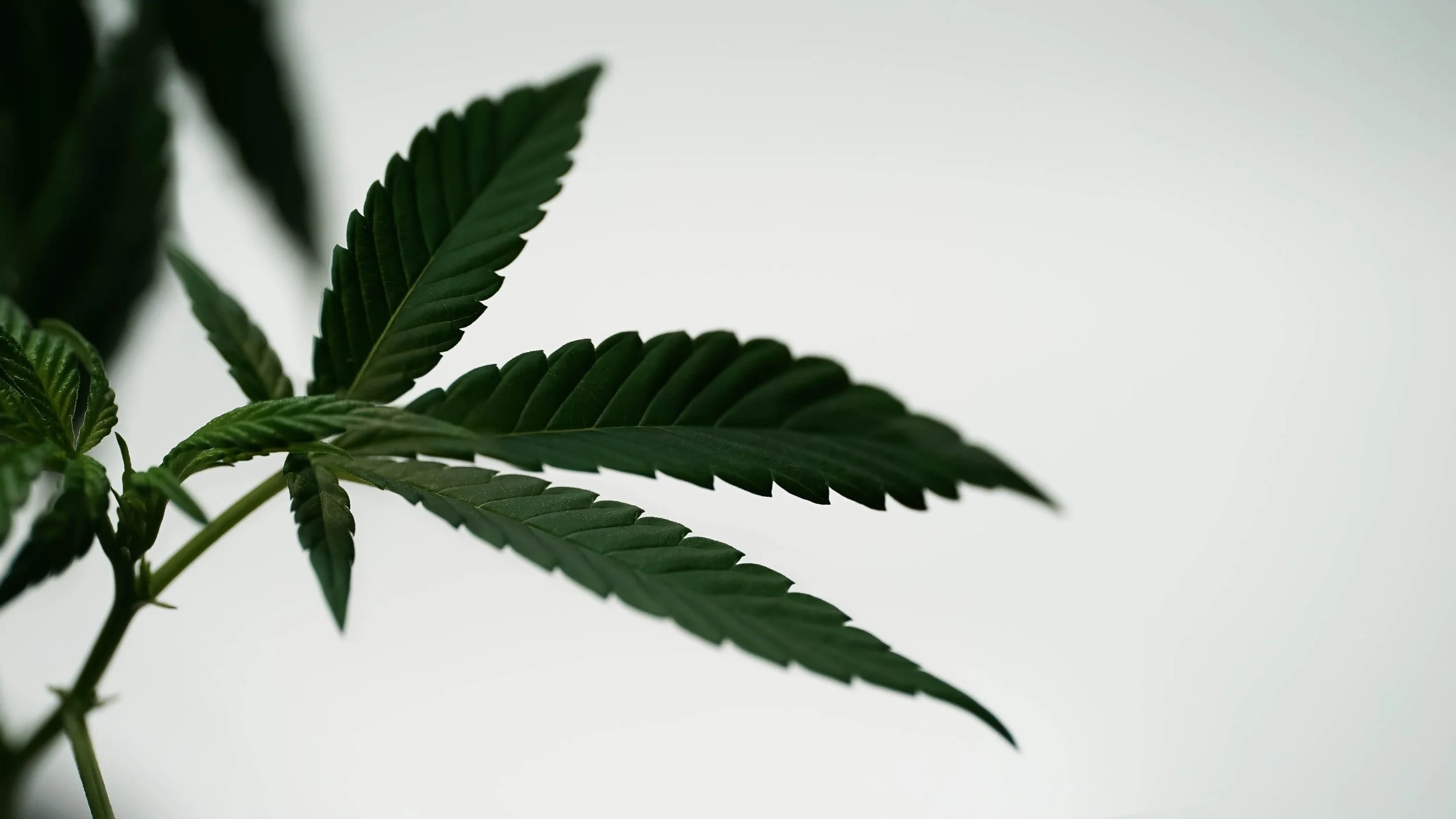 Thrive Medical Cannabis | Texas Medical Marijuana Prescriptions