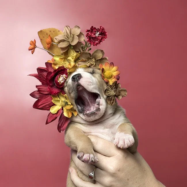 Image Courtesy: Sophia Gamand