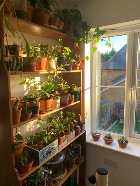 Sun for Plants