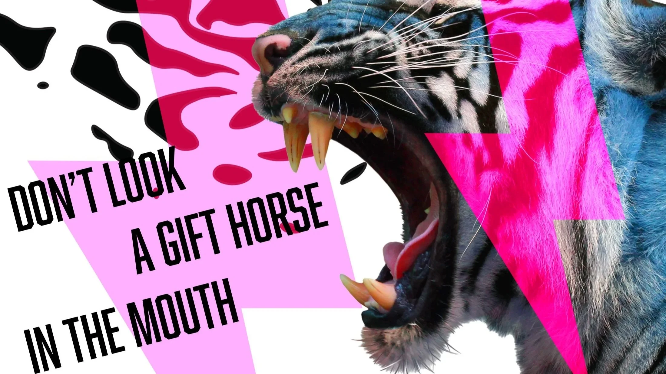 Don’t Look a Gift horse in the mouth