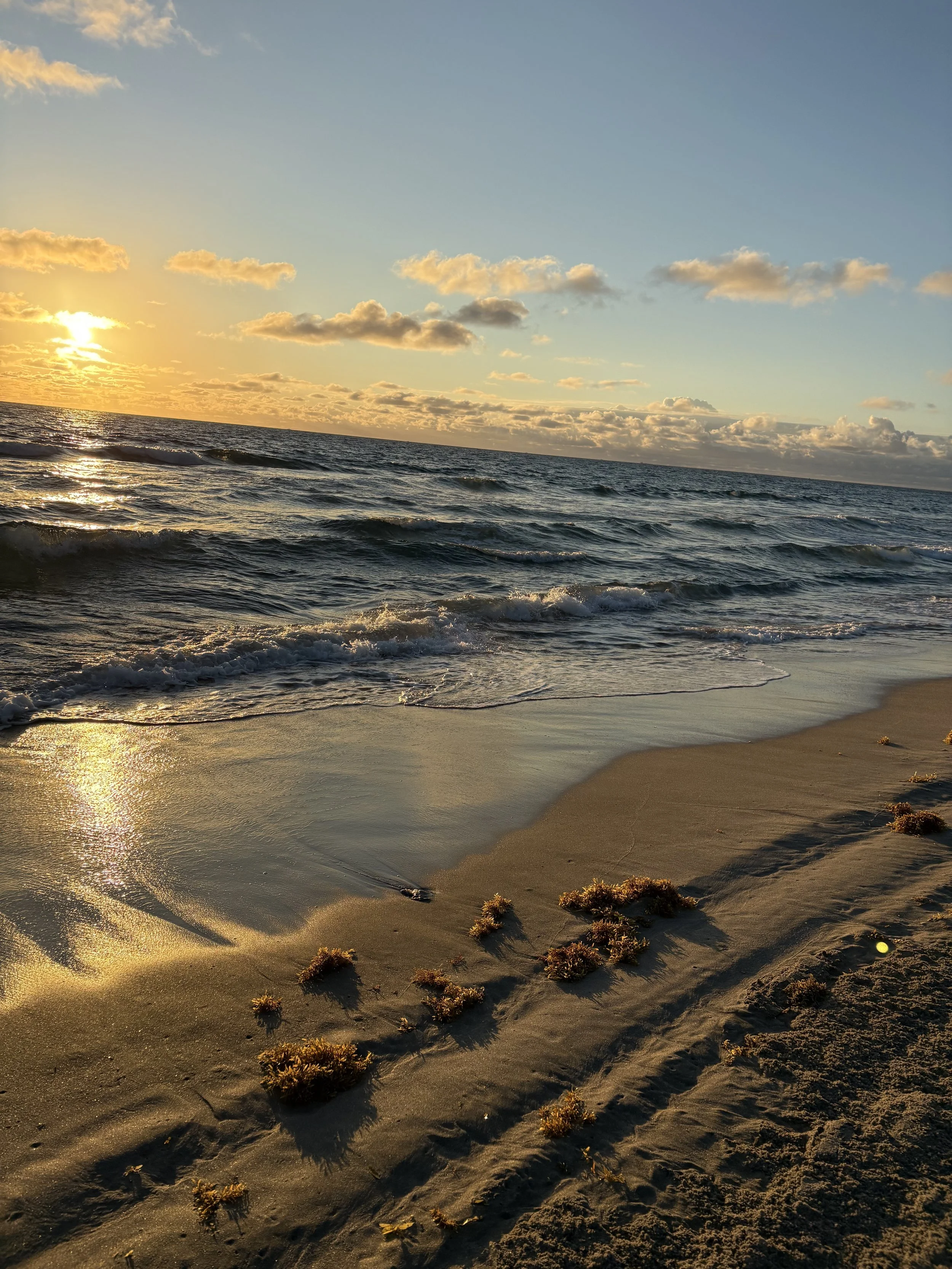 You Need To Photosynthesize