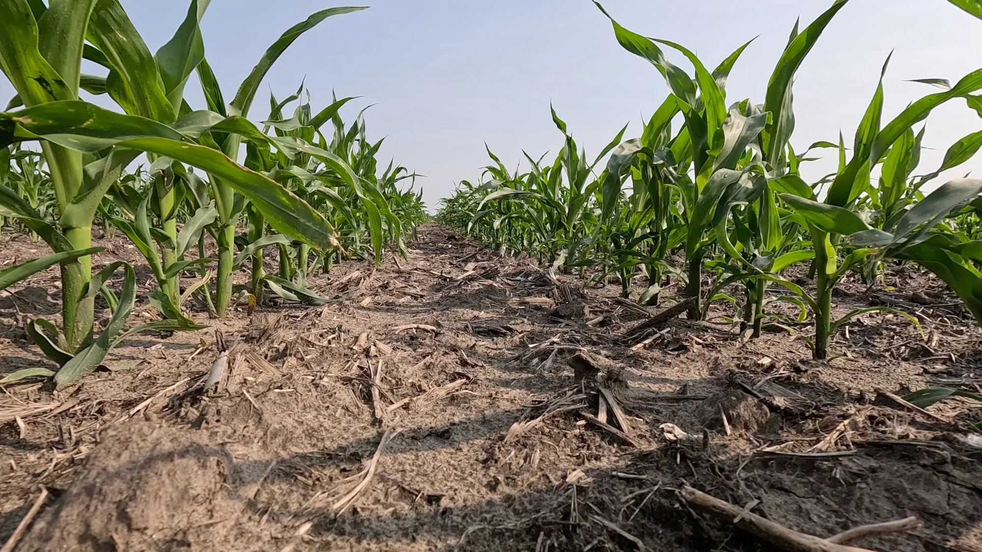 Protecting Nitrogen with Nitrogen Stabilizers