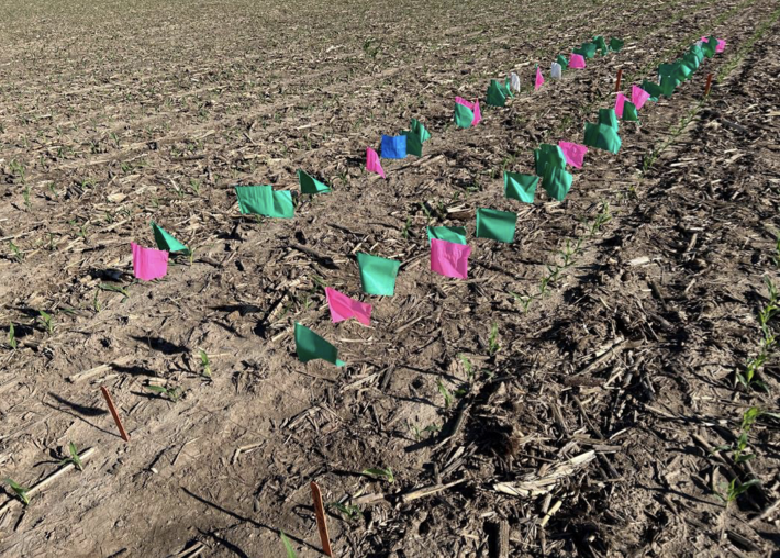 Uniform Emergence – A Vital Step in Boosting Corn ROI