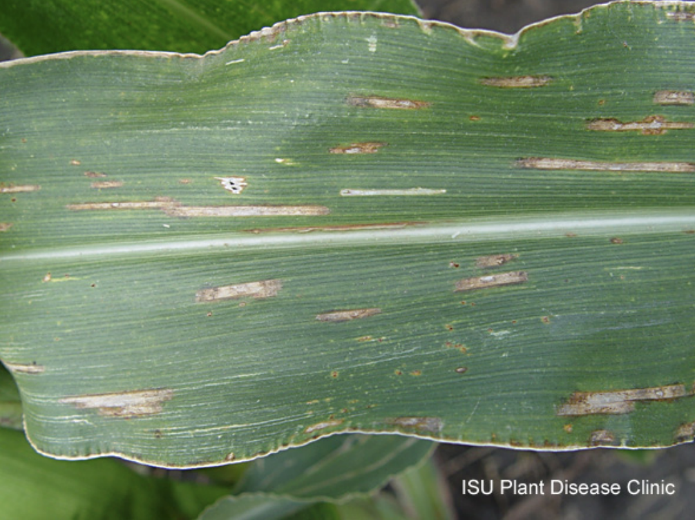 The Importance of a Proactive Fungicide Approach: Managing Disease Before Yields are Impacted