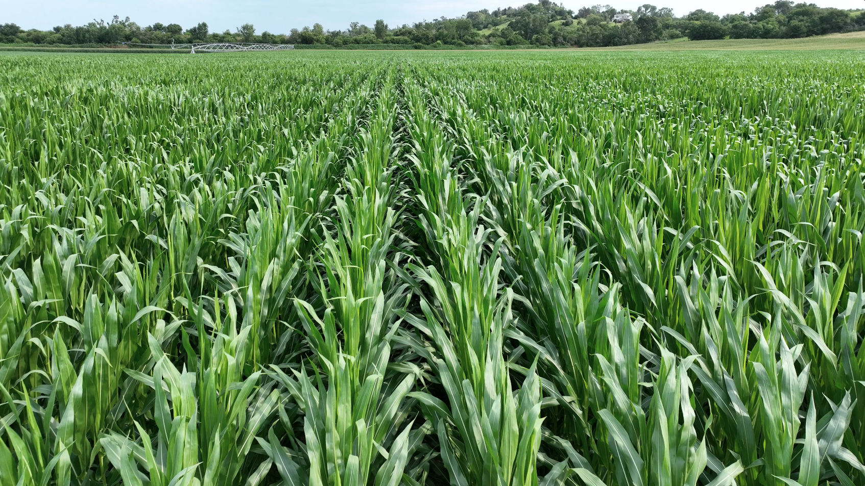 Getting More from Every Nutrient: Building a Better Nutrient Use Efficiency Strategy
