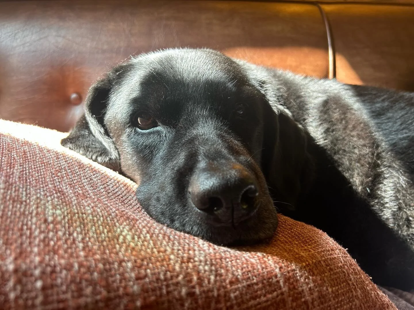 Sleepy Monday vibes with Annie girl 🐾 
#mentalhealth #mentalhealthawareness #mentalhealthmatters #mentalhealthrecovery
#endthestigma #mindfulness #personalgrowth
#daringgreatly #selfcarematters #anxietyawareness #emotionalwellbeing
#mentalhealthadv