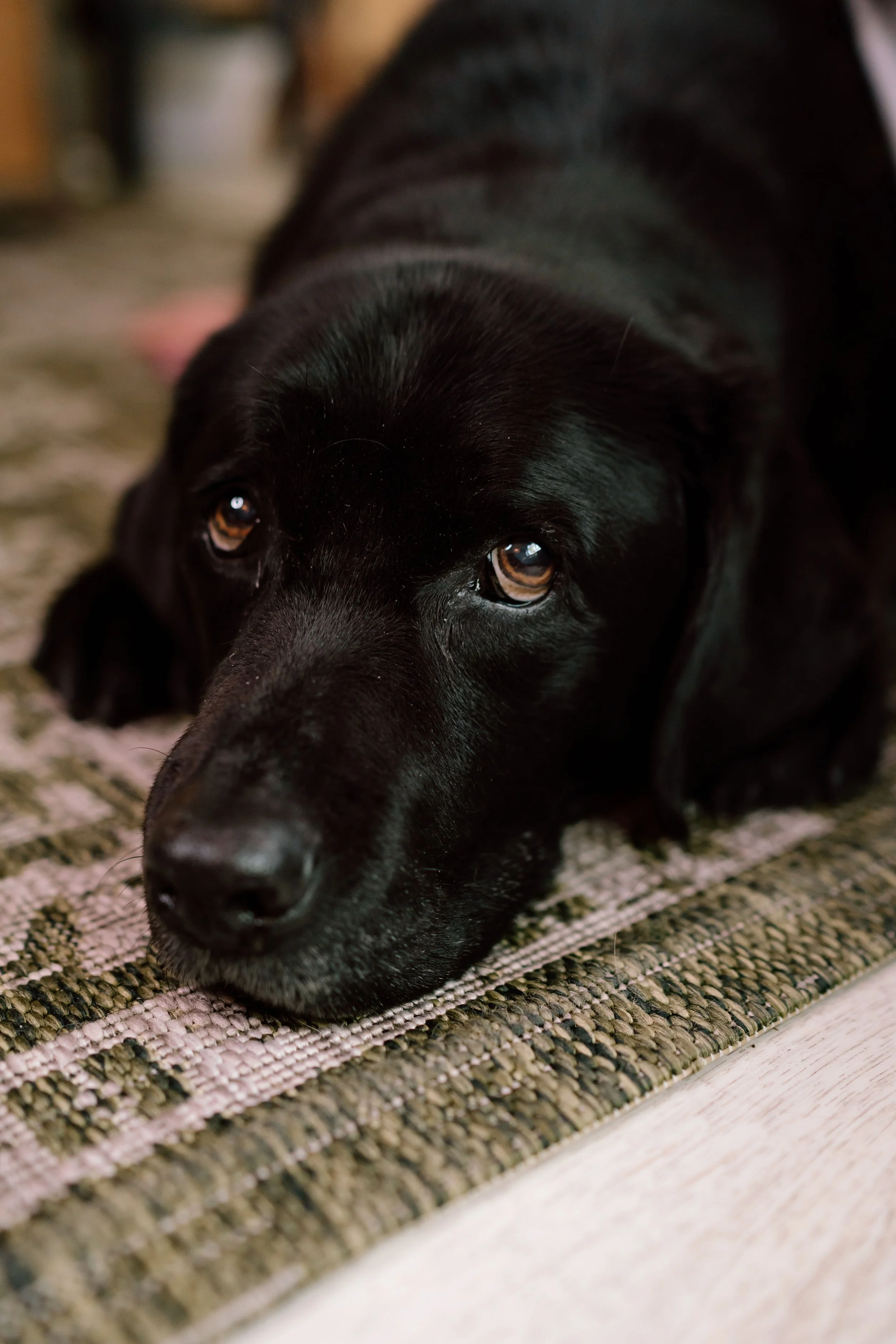 Close-up of a black Labrador Retriever resting on a patterned rug.