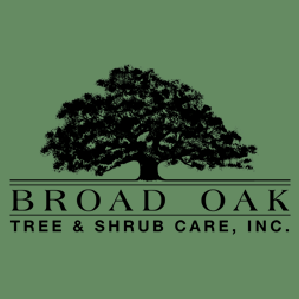 Broad Oak Tree Logo.webp