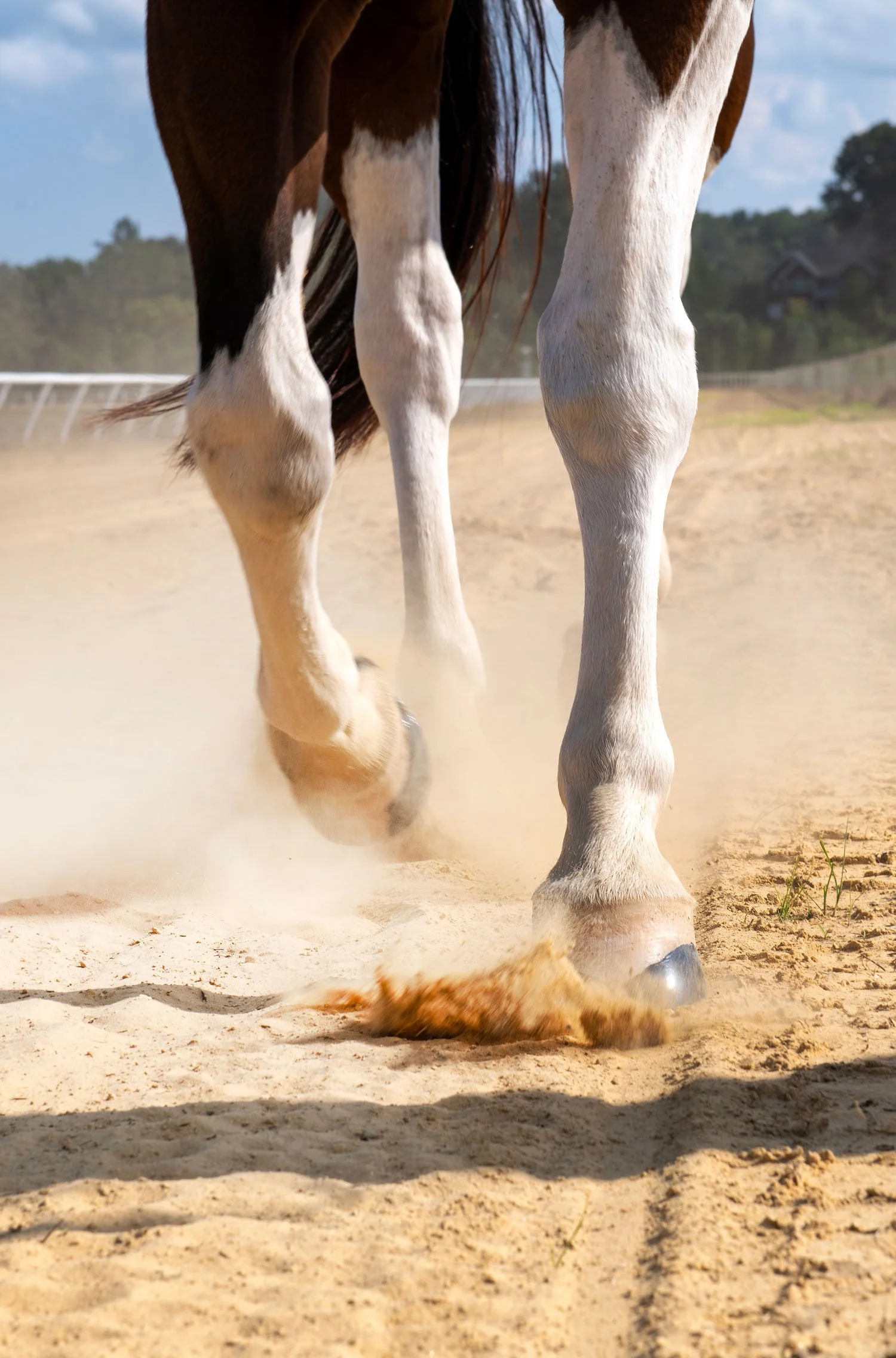 Detail of horse running