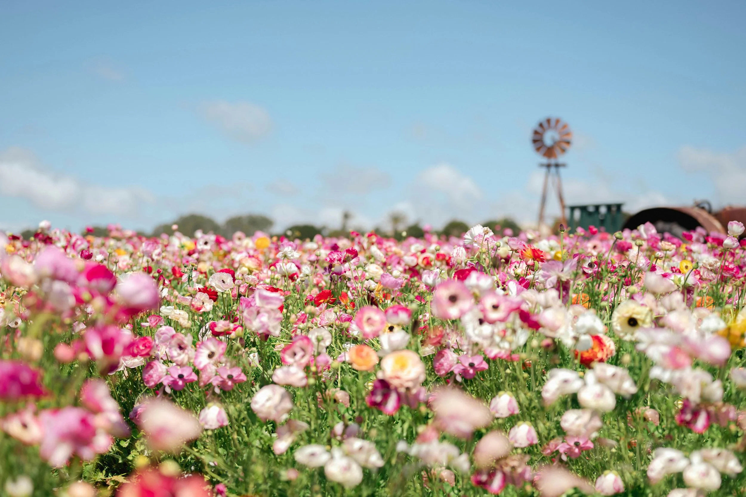 Le List: Carlsbad