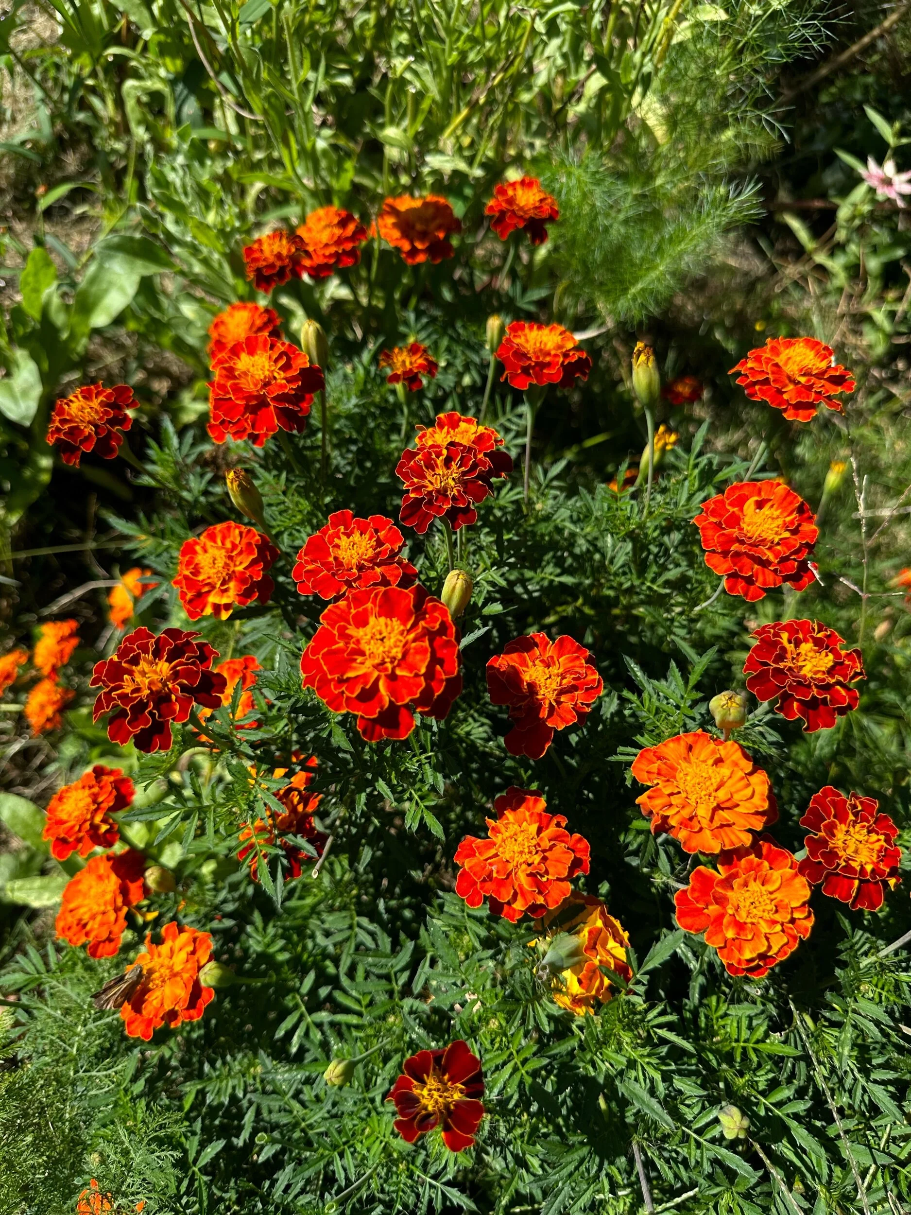 Shop — fairy meadow flowers