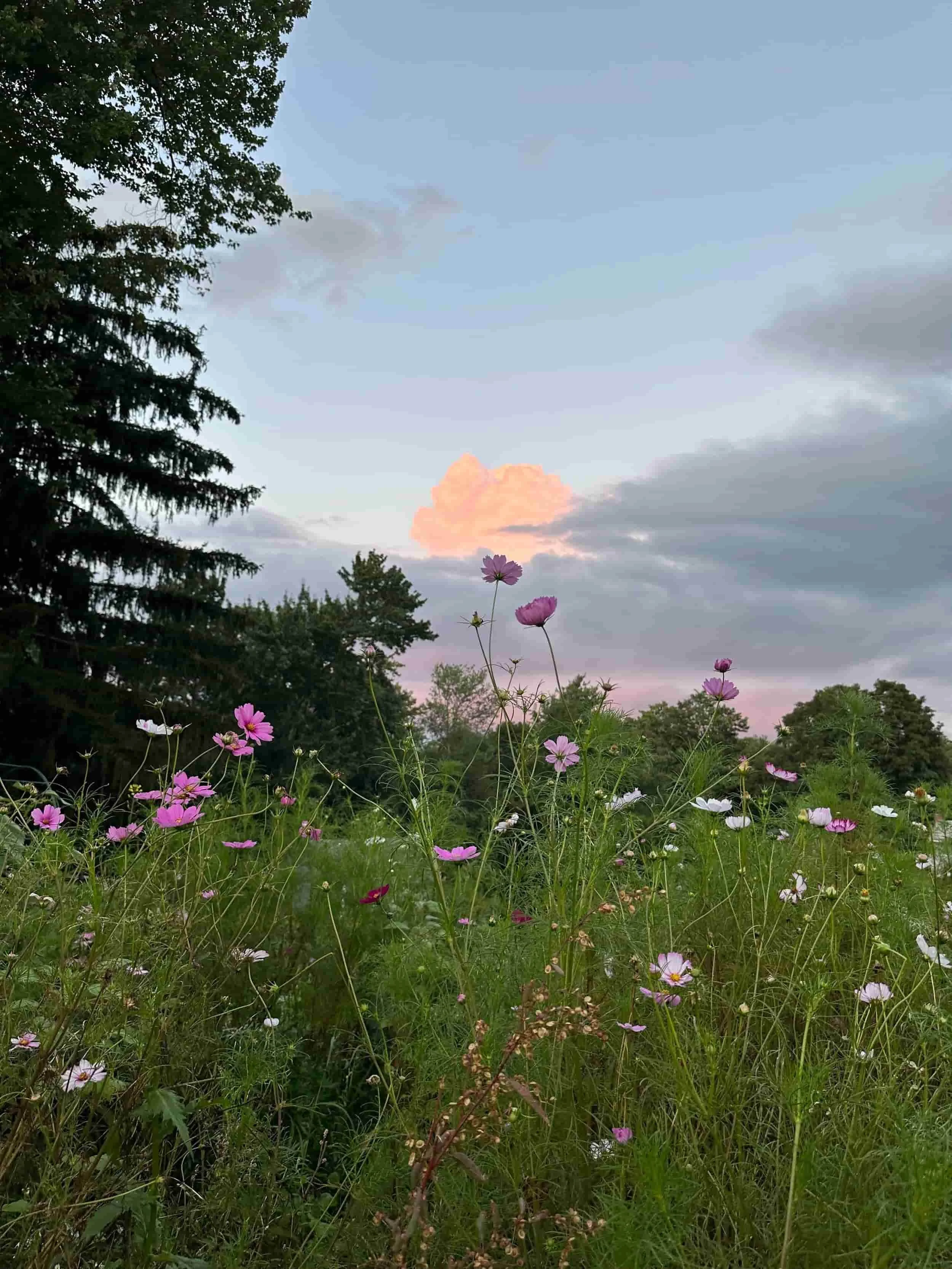 A field of pink and white flowers under a partly cloudy sky at dusk, with tall trees in the background.