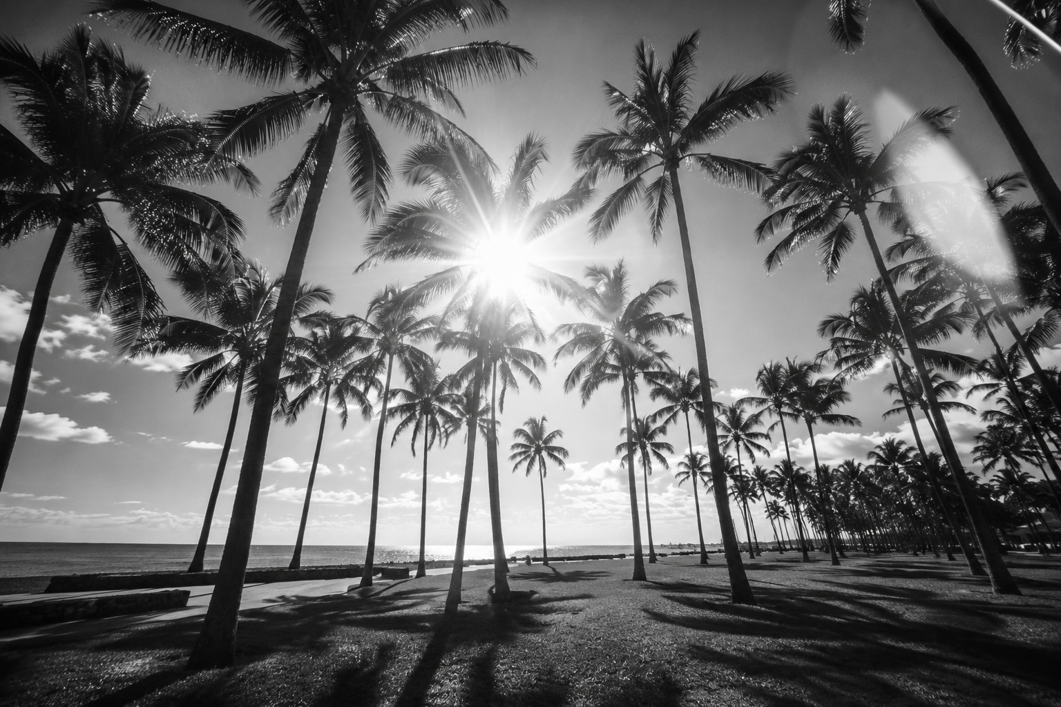 Black-and-white AI-created Miami campaign image By Alessia Moccia, featuring palm trees, ocean light and a cinematic tropical atmosphere.