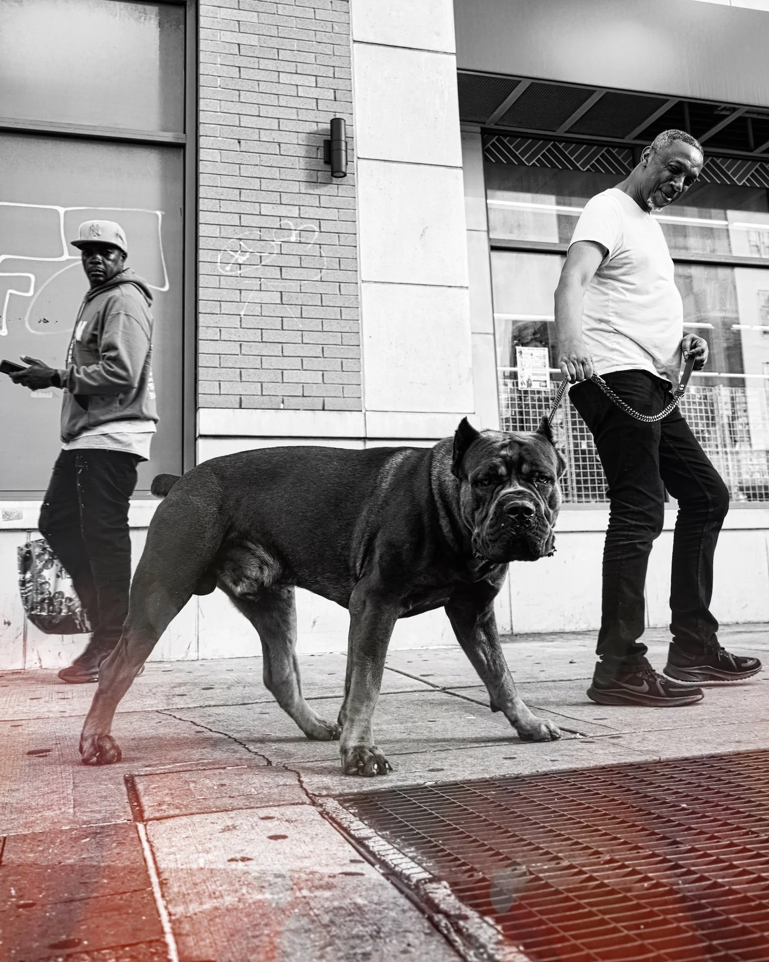 A man walking a large dog on a city sidewalk, with another man looking at his phone in the background, in black and white.