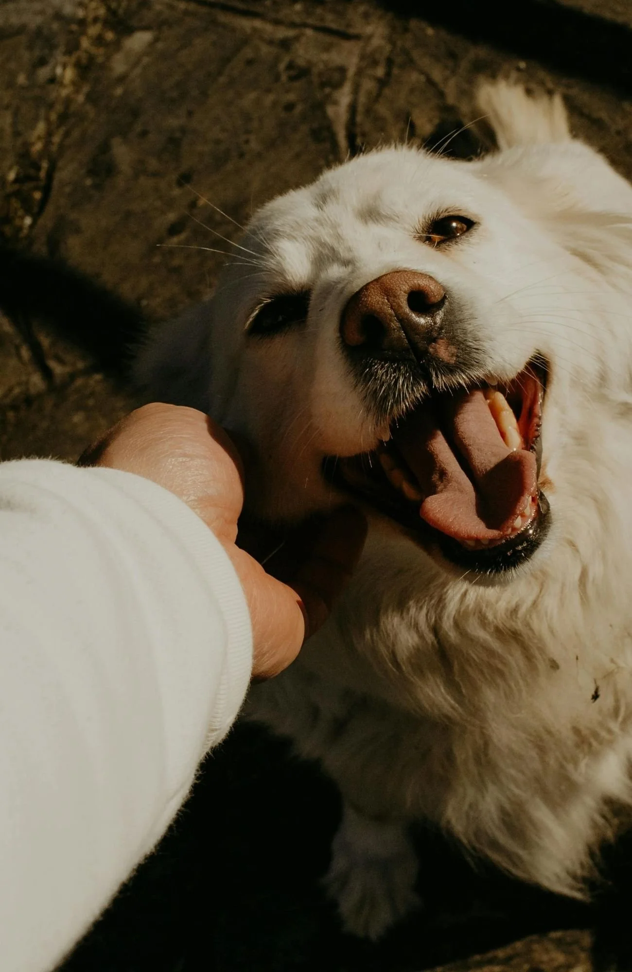 A dog smiling at his owner ahead of in-home pet euthanasia in Vancouver