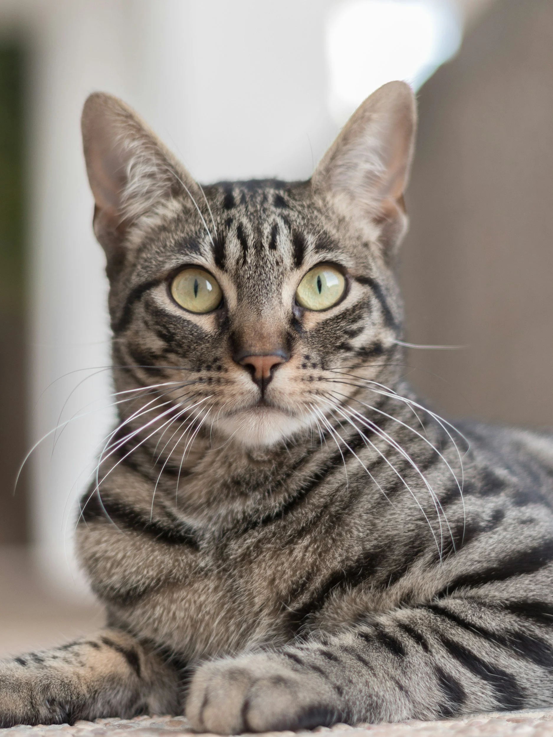 A cat looking at a camera before humane in-home pet euthanasia in vancouver