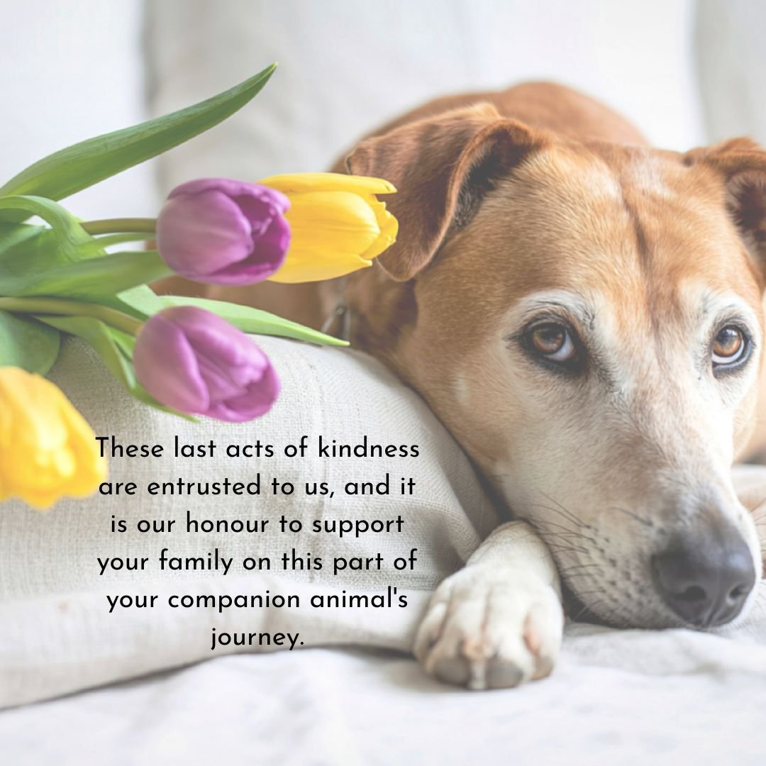 These last acts of kindness are entrusted to us, and it's our honour to support your family on this part of your companion animal's journey.
 
Aftercare &mdash; cremation, keepsakes, the steps that come after &mdash; matters. We carry it with the sam