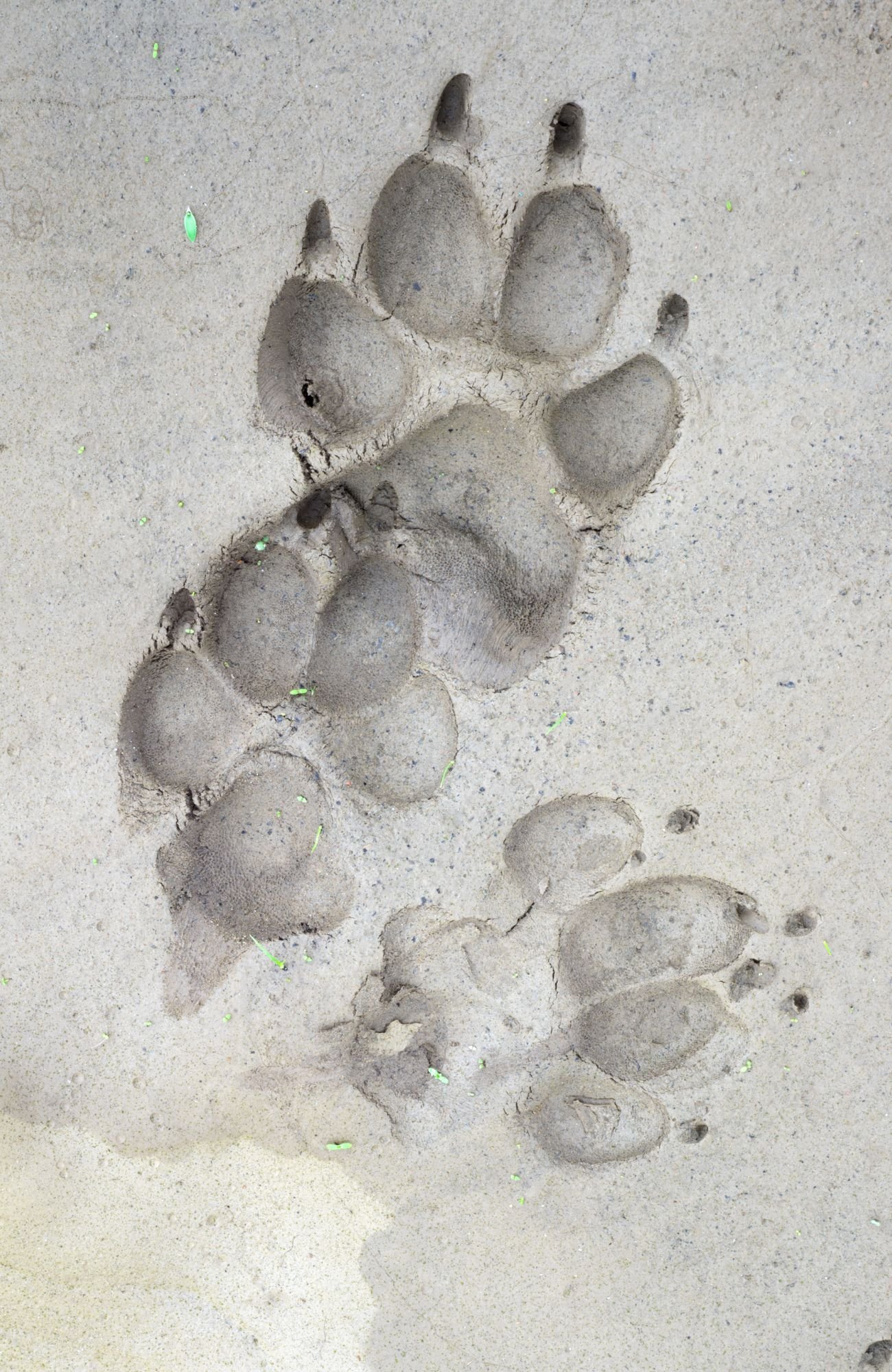 Keepsakes used after pet cremation vancouver