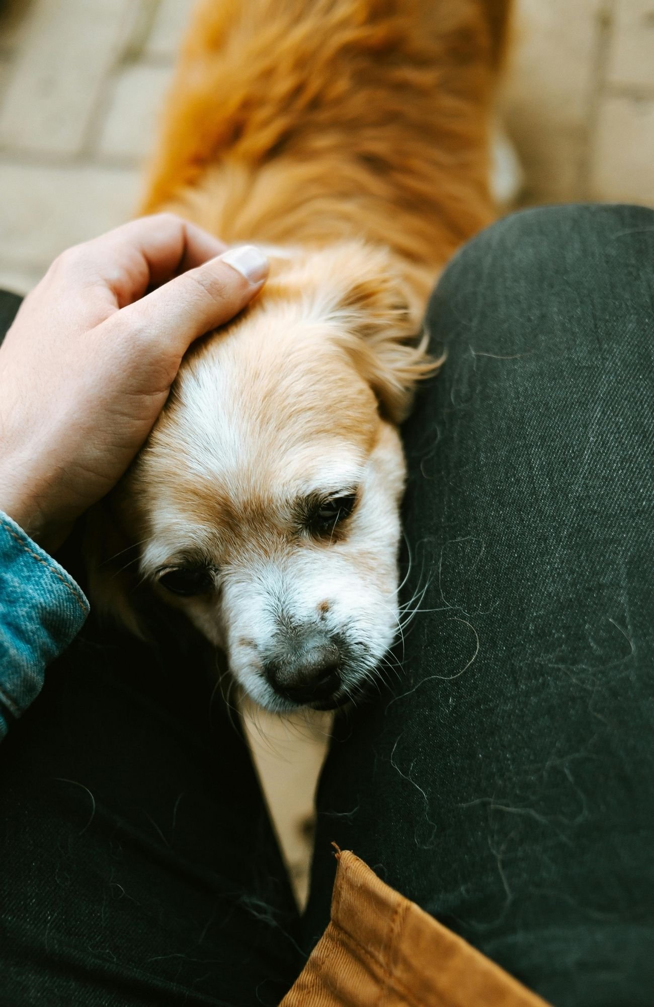 A pet resting his head on his owner's leg before doing human in-home pet euthanasia in vancouver