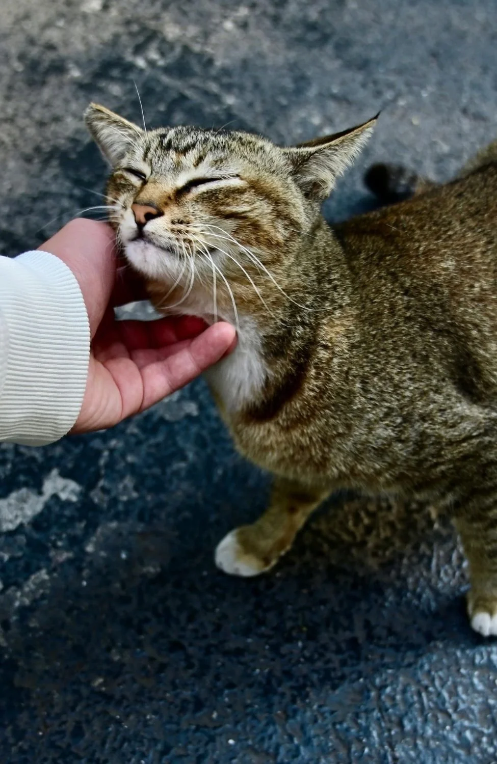 A cat getting a pet before humane, in-home pet euthanasia in Vancouver