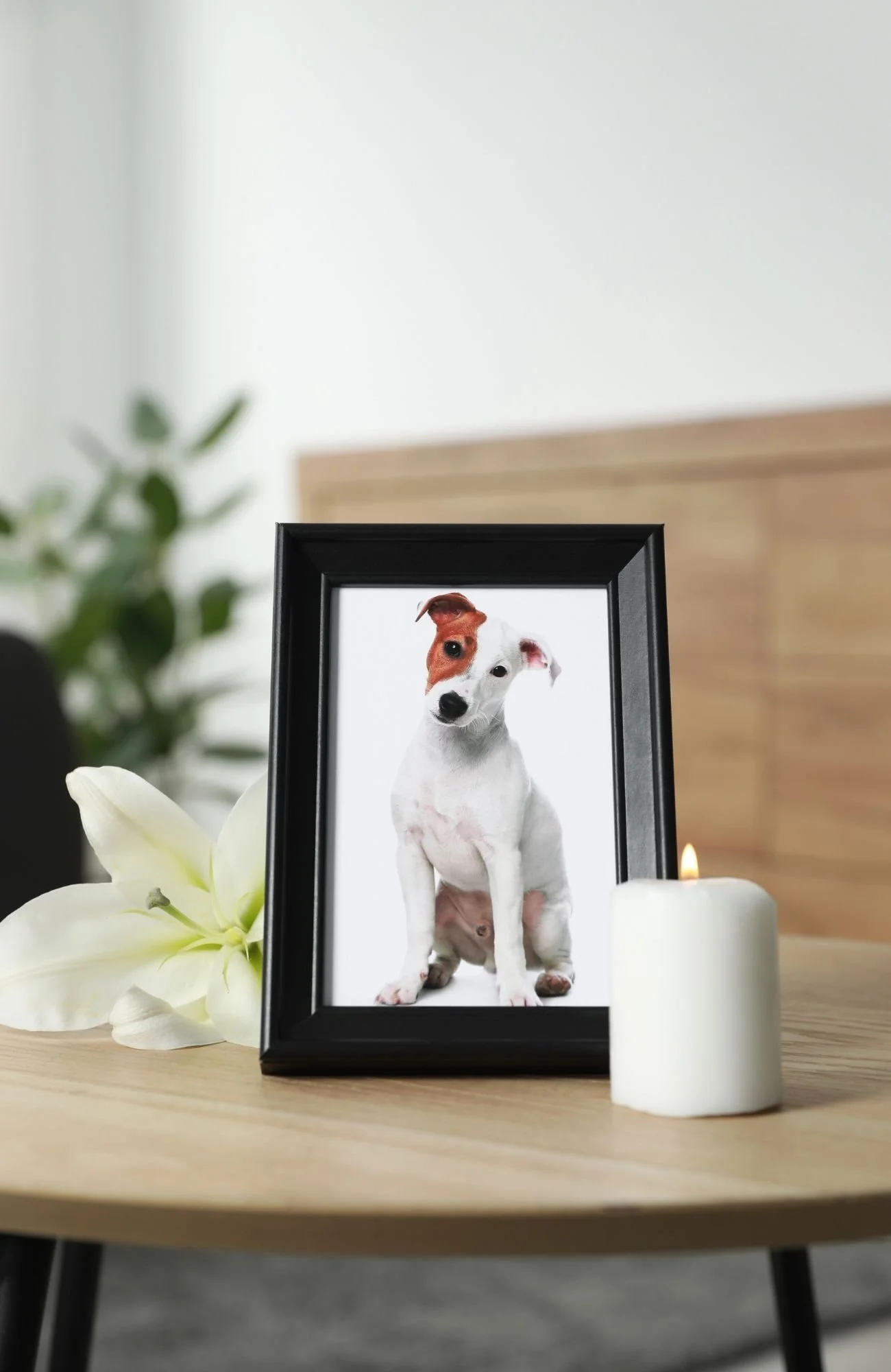 keepsakes provided after pet cremation vancouver