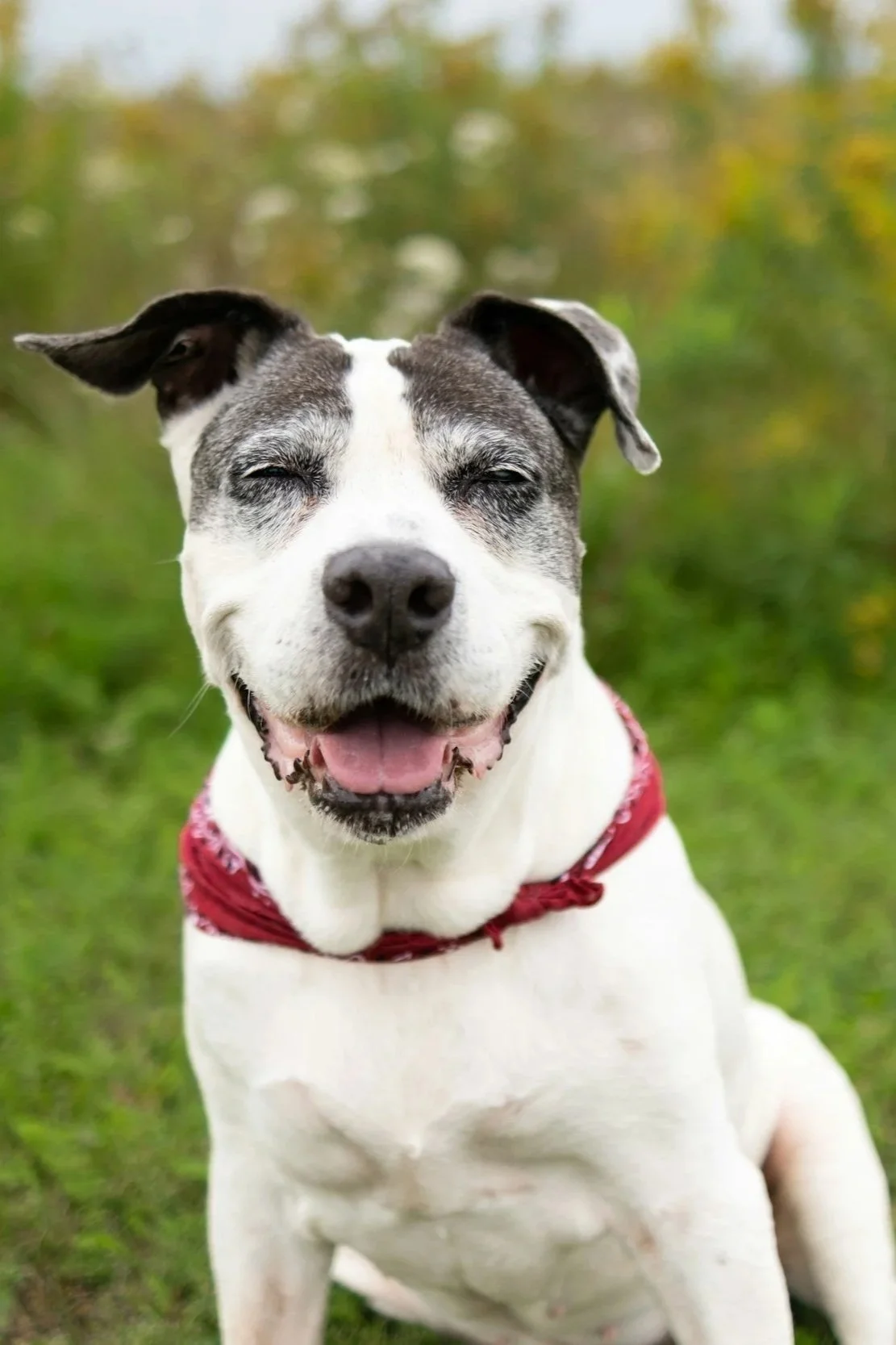 A dog smiling before doing human in-home pet euthanasia in vancouver