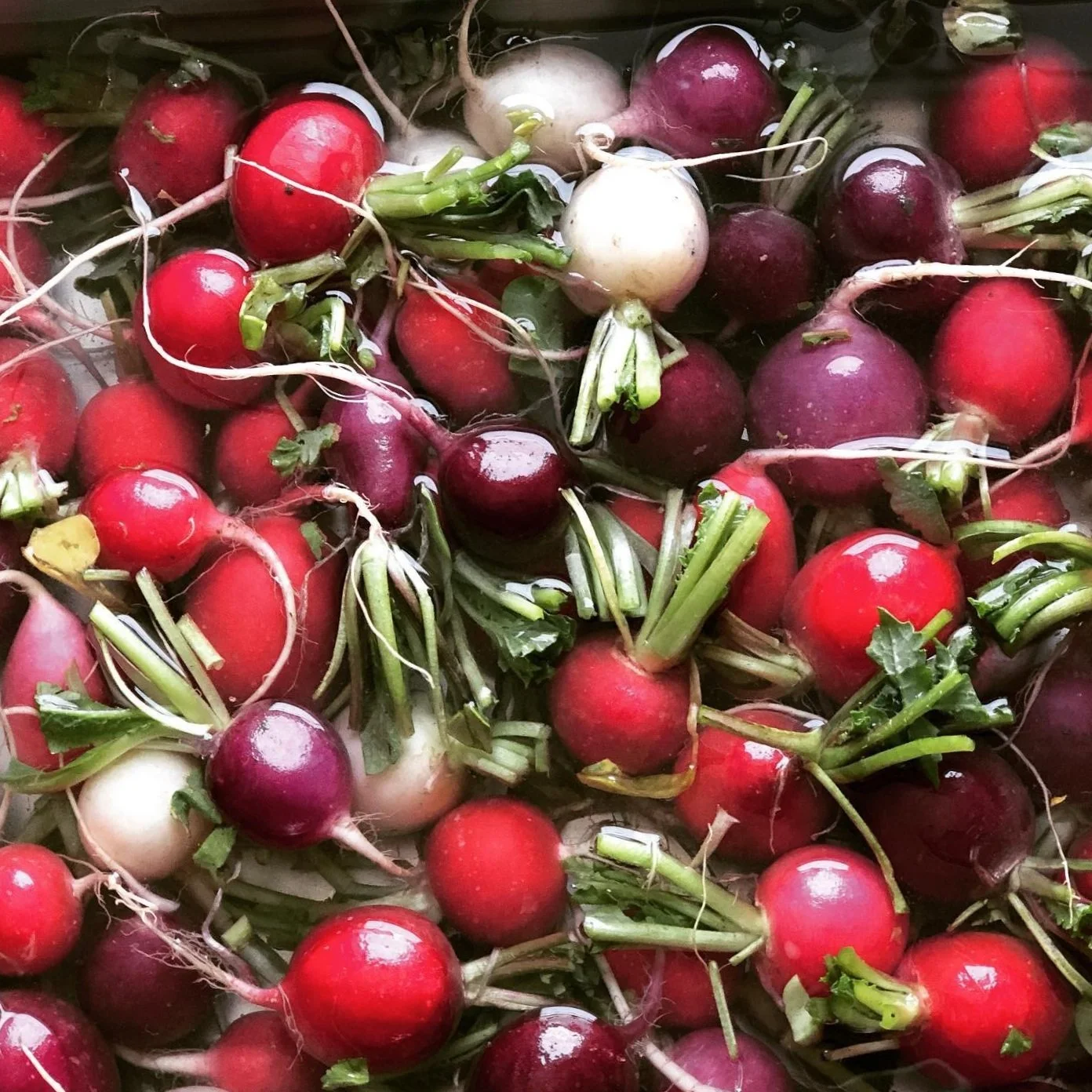 Fresh Radishes