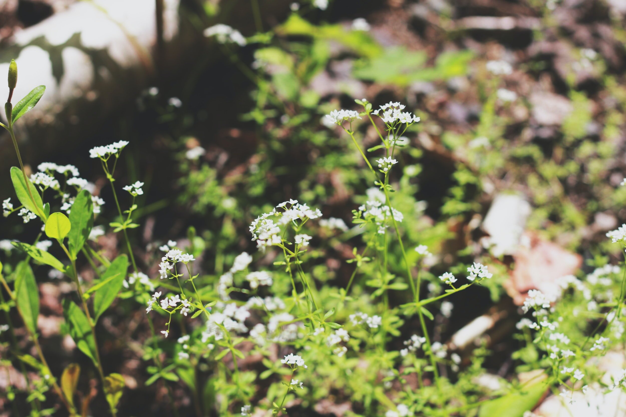 Eating with the Seasons: Spring