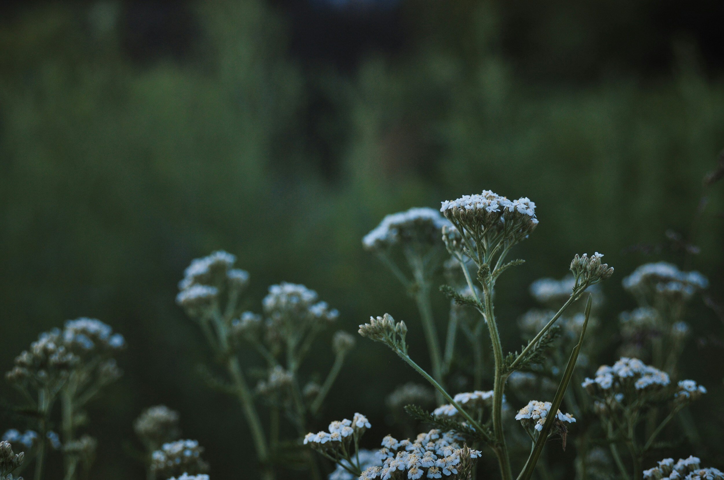 A Gardener’s Guide to Herbal Medicine: Yarrow