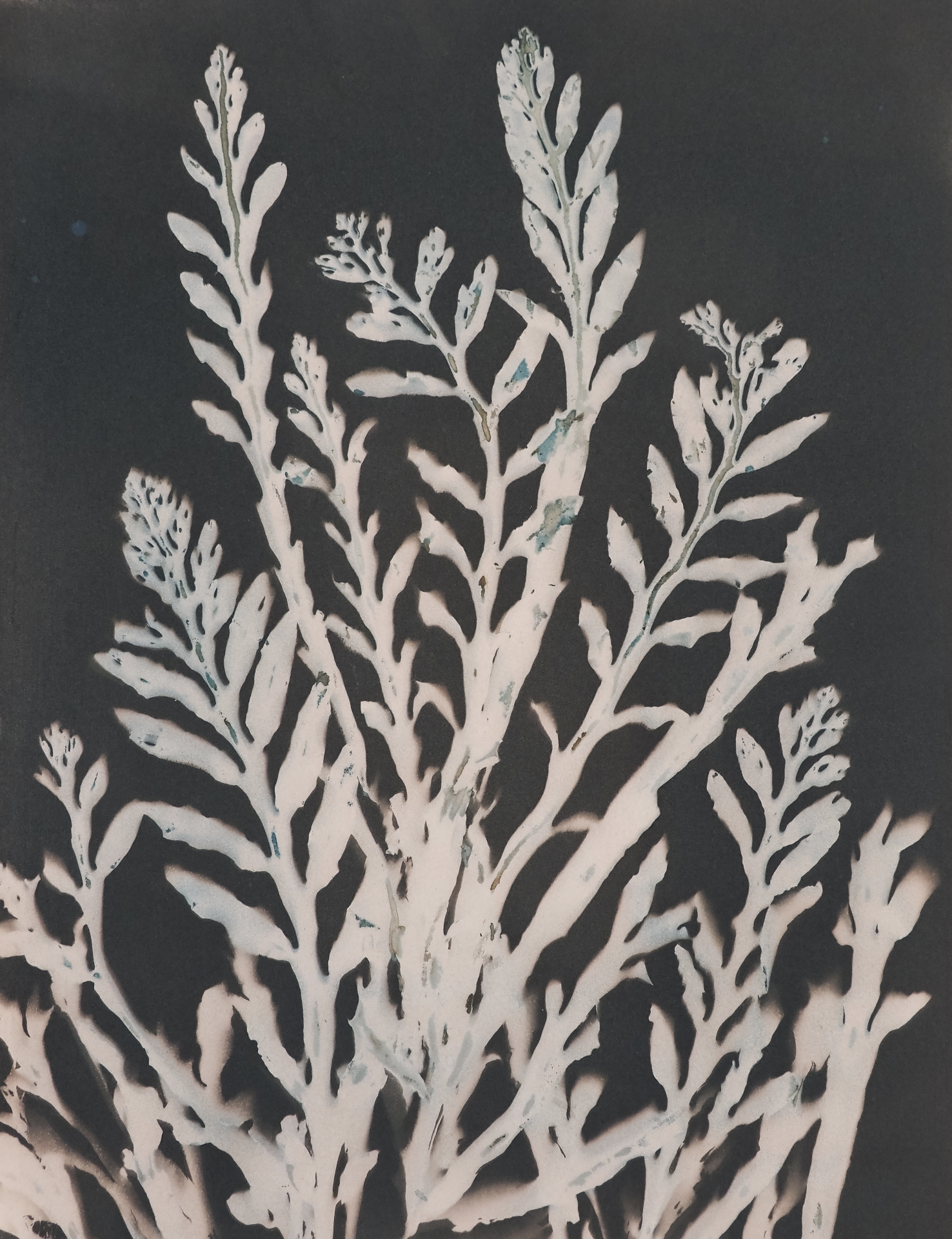 Poindexter_Toned Seaweed Cyanotype_Limited Edition Print.png