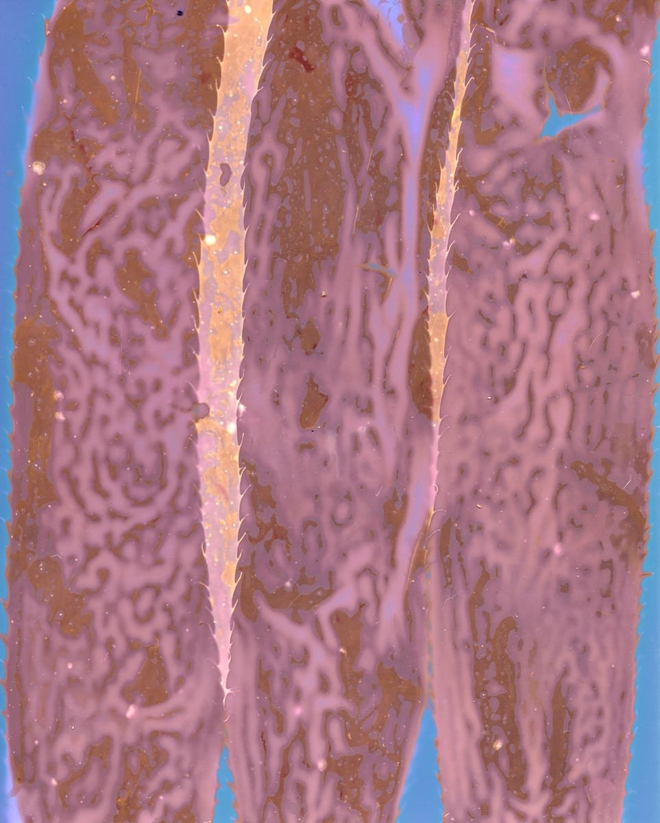 Giant_Kelp_74_20230312_Lumens_Ilford_00003_copy_w9h5yz.jpeg
