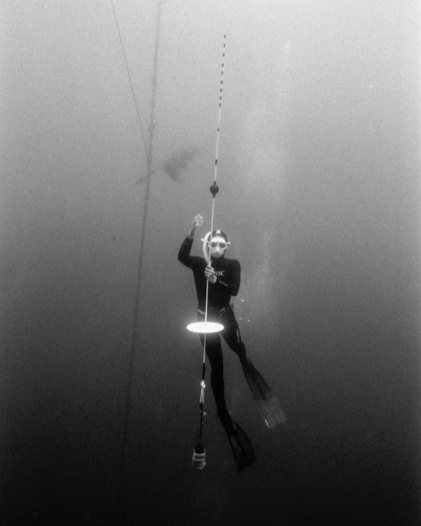 Velella Velella Study 5 Oriana Poindexter
