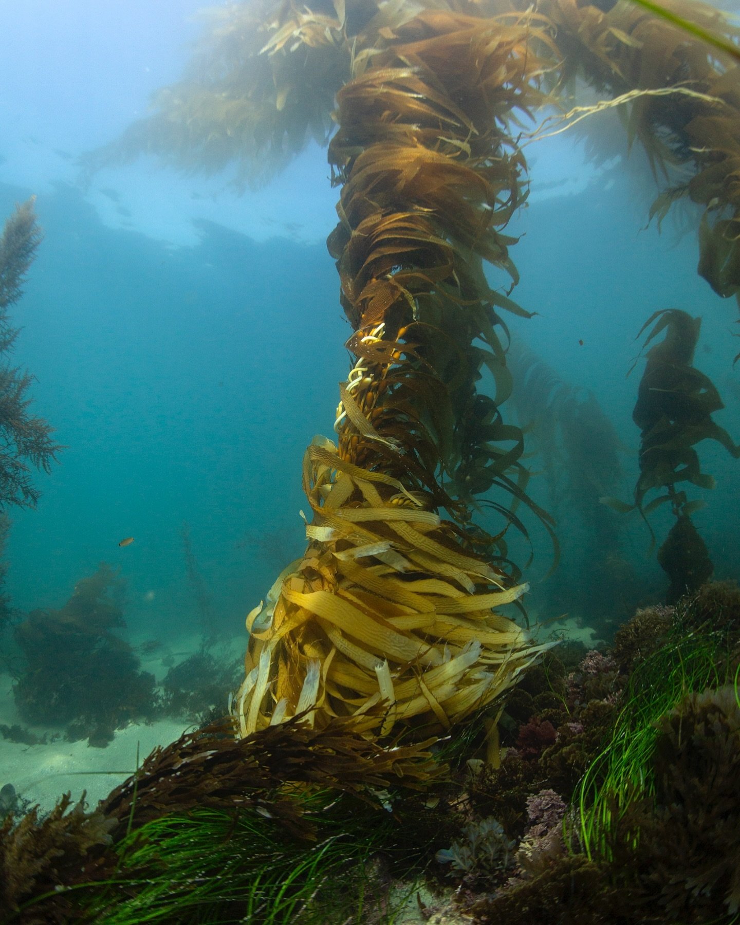 Ode To The Blue Forest 2022 Oriana Poindexter ode-to-the-blue-forest-2022-oriana-poindexter