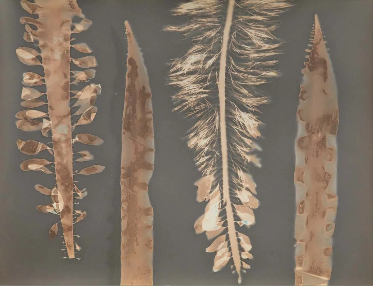 Feather Boa Study 27