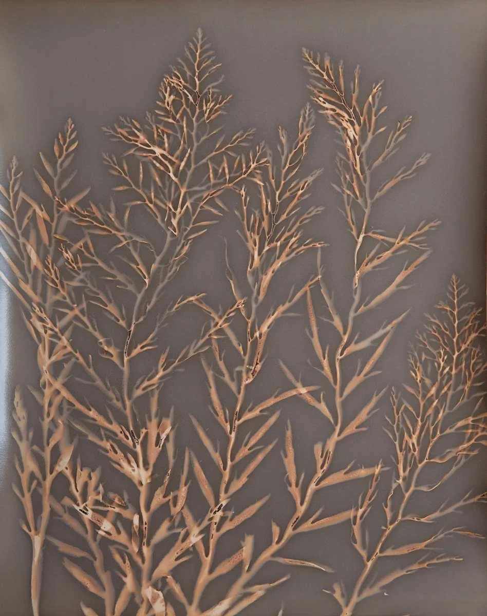 Stephanocystis Study 10