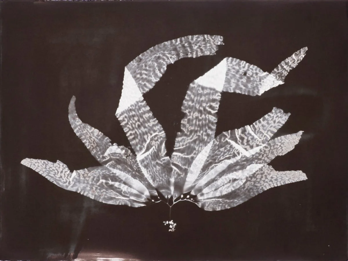 Giant Kelp Study 115