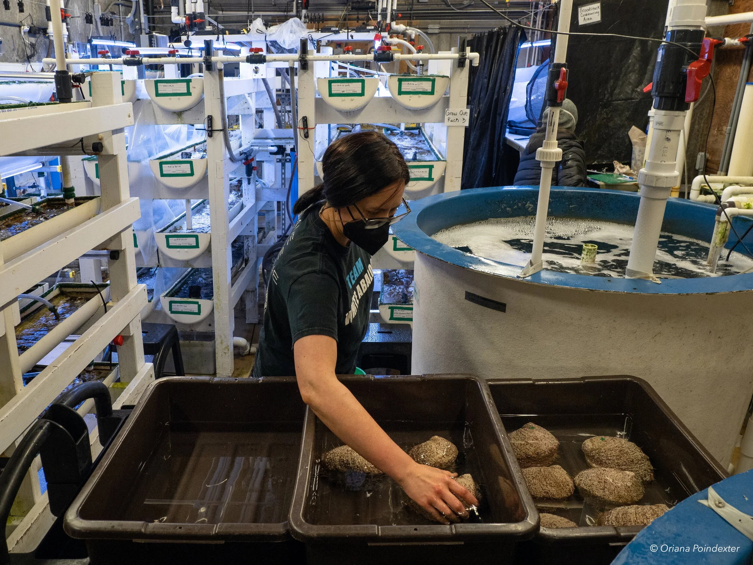 White Abalone, Online Learning Center