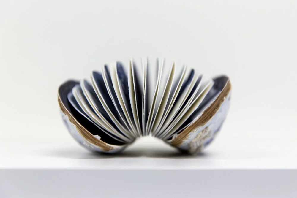 Cascadia Coast Exposures, OSU Hatfield Marine Science Center Artist-in-Residence Exhibit | July 31 - December 5, 2025