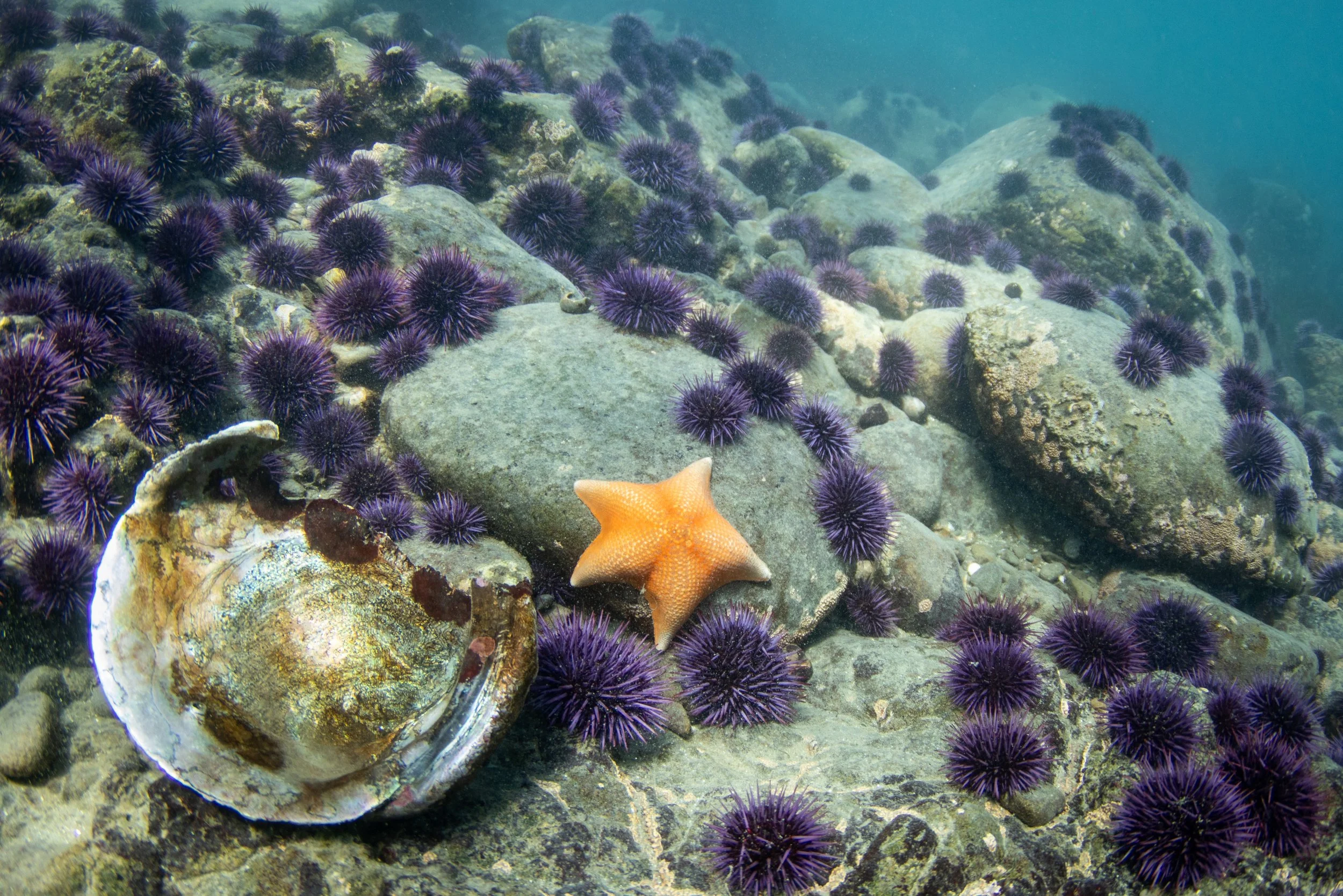 Urchin Barren_Gerstle_IMG_4044.jpg