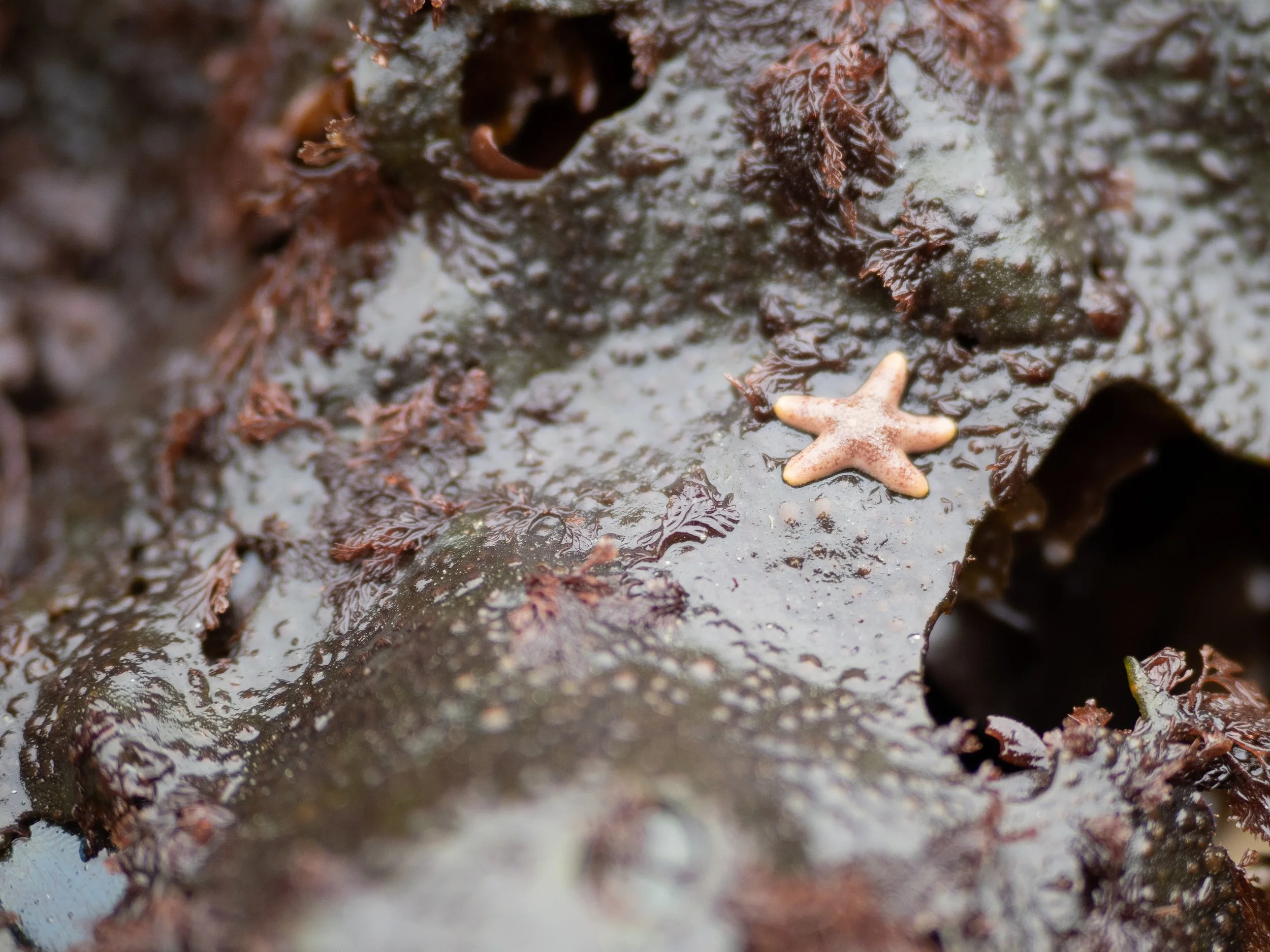 Intertidal_SeaStar_P5291618.jpg