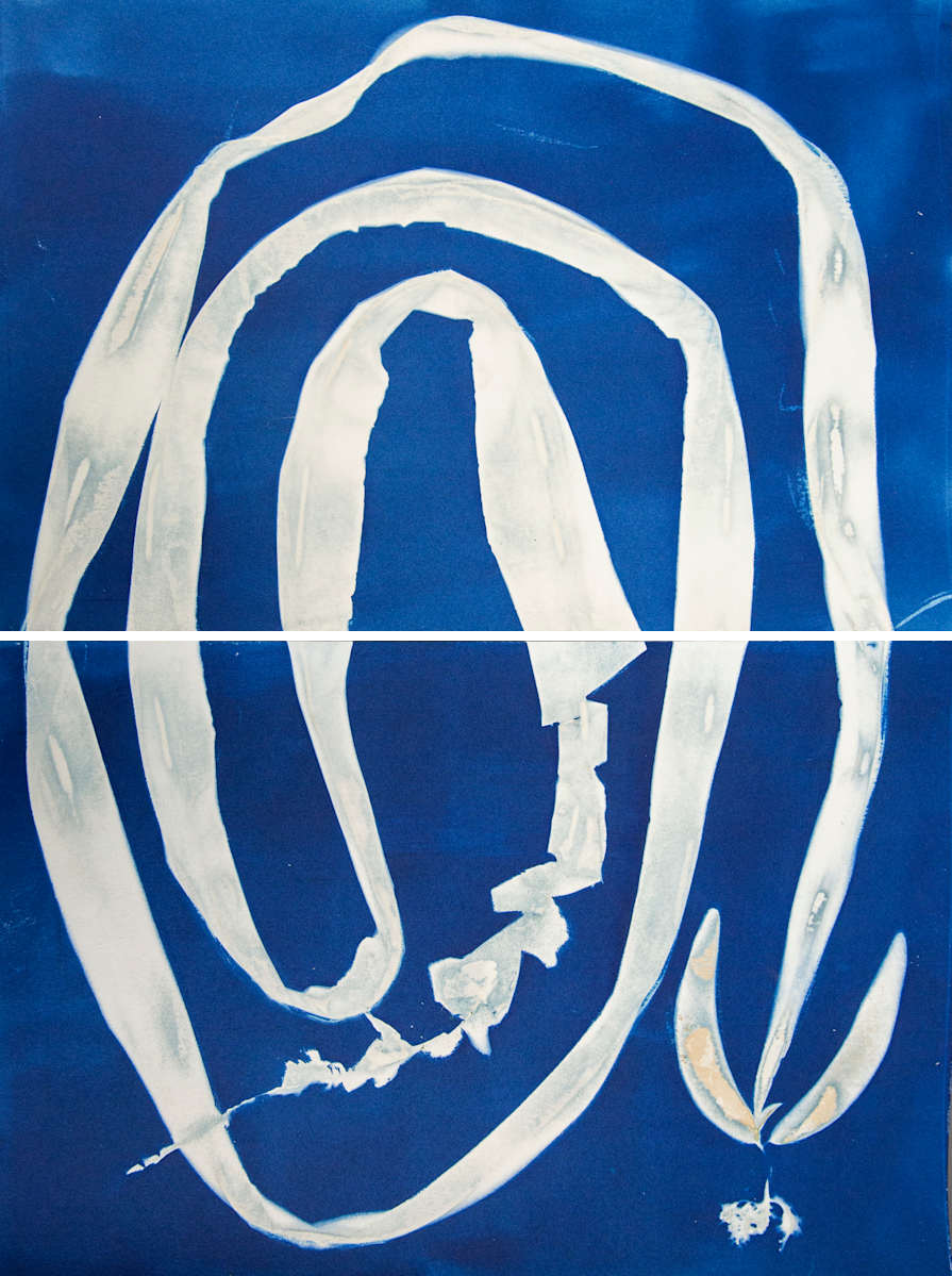 winged-kelp-2.png