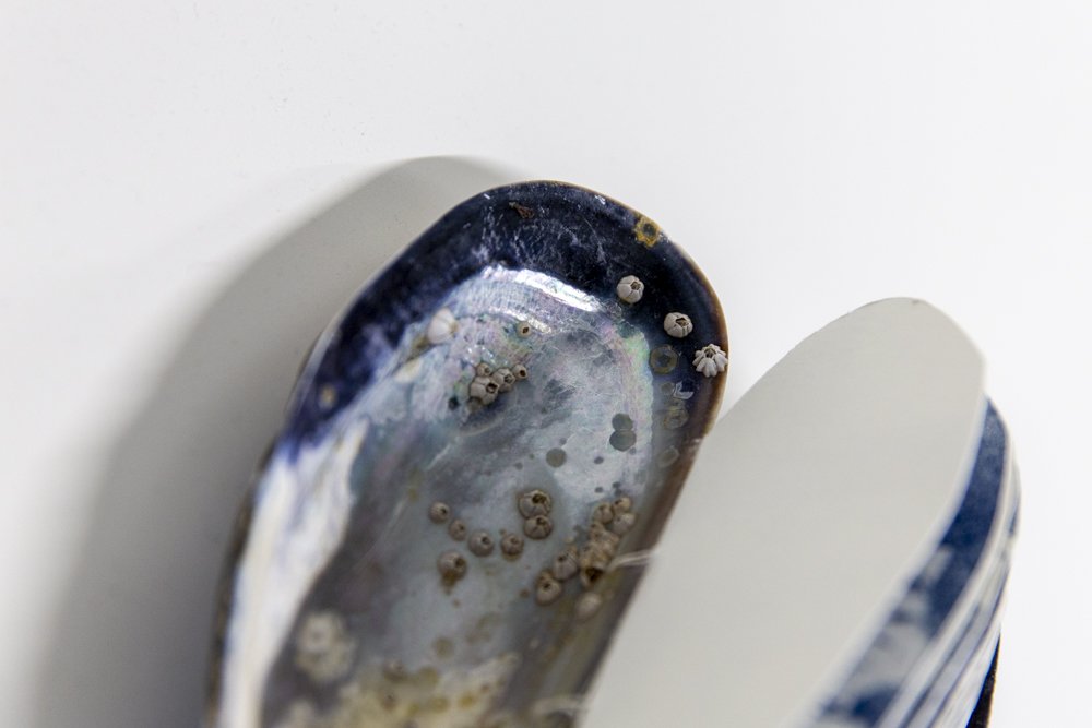 Cascadia Coast Exposures, OSU Hatfield Marine Science Center Artist-in-Residence Exhibit | July 31 - December 5, 2025